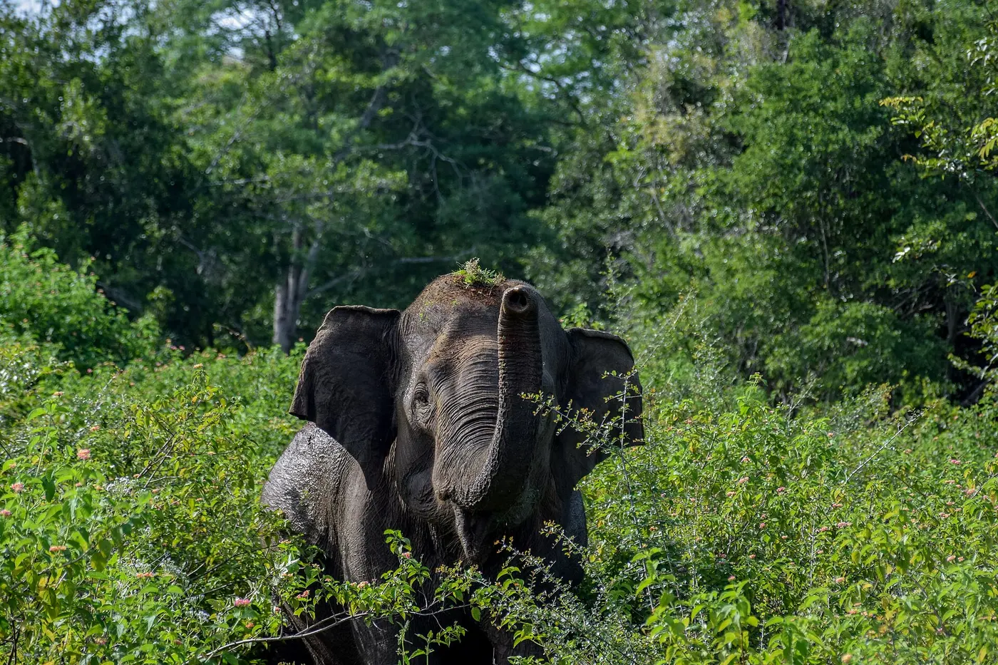 A wild elephant standing in green bush in Udawalawe National Park
